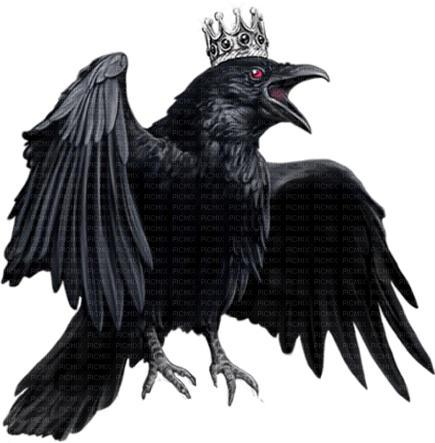king crow by nataliplus - gratis png