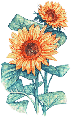 soave deco flowers sunflowers branch blue orange - фрее пнг
