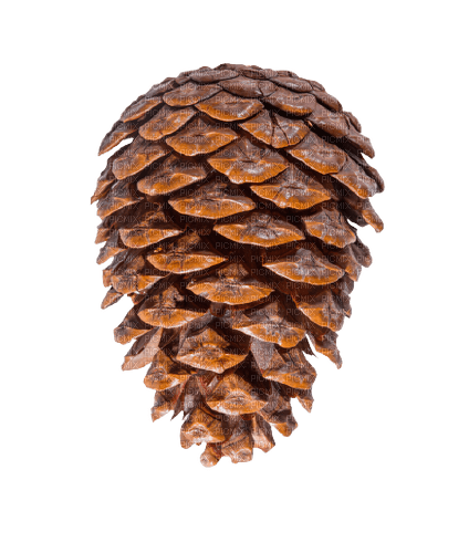 Pine Cone - nemokama png