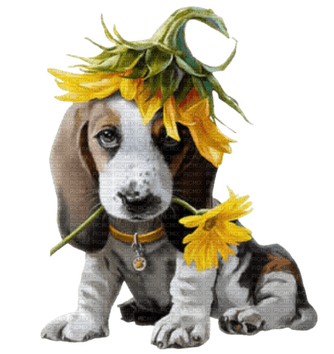 Dog Sunflower - Bogusia - ücretsiz png