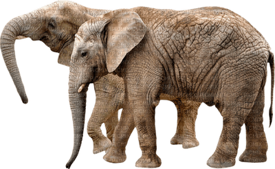 Kaz_Creations Animals Elephants - PNG gratuit