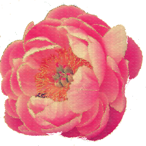 peony flower - Gratis animeret GIF
