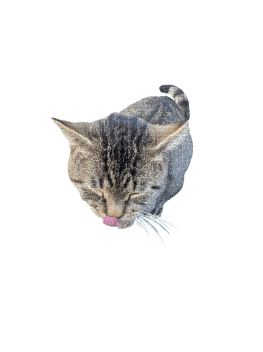 Long John the cat tongue out - besplatni png