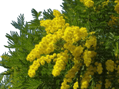 mimosa - 無料png