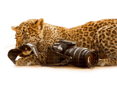 leopard bp - gratis png