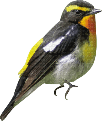 patymirabelle oiseau - zadarmo png