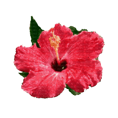 fleur rouge.Cheyenne63 - Gratis geanimeerde GIF