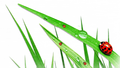 soave deco ladybug  leaves red  green - δωρεάν png