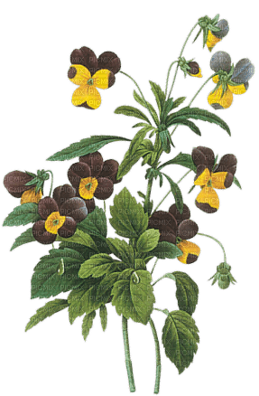 kikkapink vintage flowers deco spring summer - Free PNG
