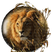 lion bp - Бесплатный анимированный гифка