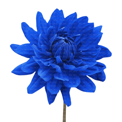Flowers blue bp - kostenlos png