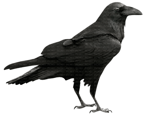 Raven - png gratis