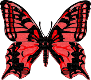 Schmetterling - bezmaksas png