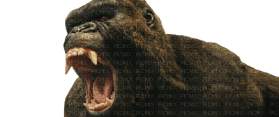 King Kong bp - nemokama png