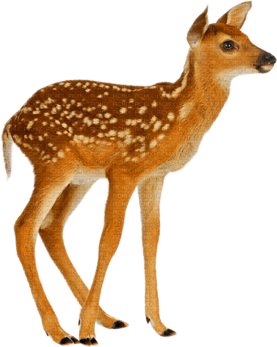 Deer.Brown.White - δωρεάν png