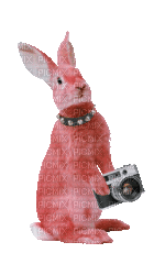 bunny - GIF animado grátis