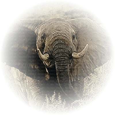 Kaz_Creations Elephants Elephant - безплатен png