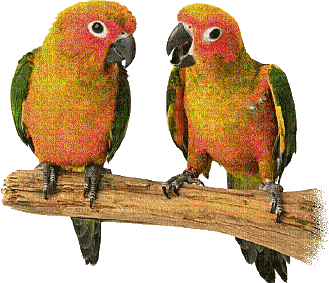 pappagallo - Бесплатный анимированный гифка