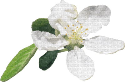 Kaz_Creations Flowers Fleurs - 免费PNG