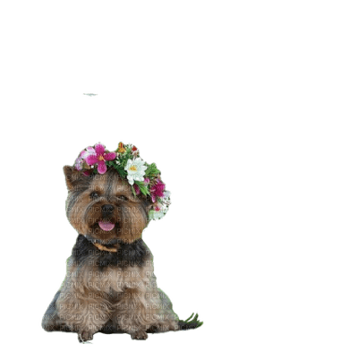 patymirabelle chien yorkshire - 免费PNG