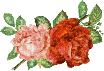 ruža - Besplatni animirani GIF