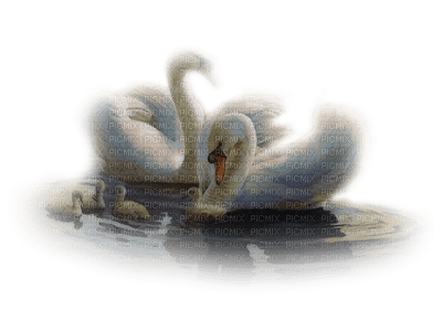 swans bp - nemokama png