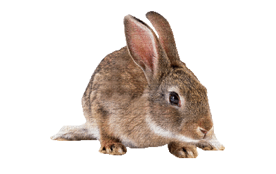 Rabbit.Lapin.Bunny.Easter.Pâques.Victoriabea - Bezmaksas animēts GIF