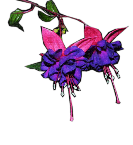 Rena Exotic Flower - 免费PNG