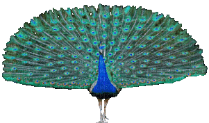 Peacock - GIF animasi gratis