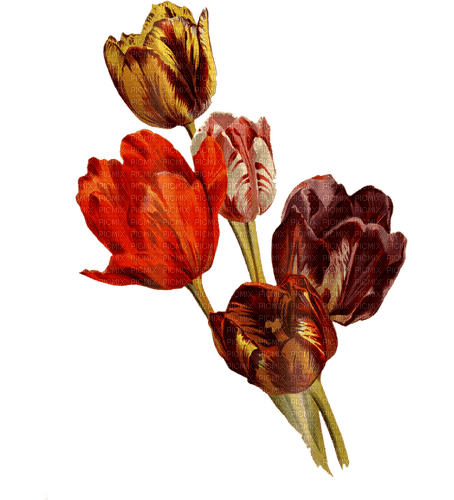 Tulipes.Deco.Tulips.Fleurs.Victoriabea - PNG gratuit