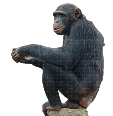 Kaz_Creations Animals Monkey - zdarma png