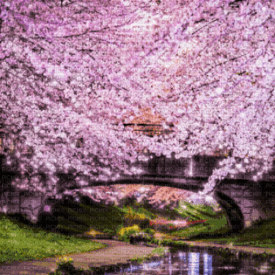 Cherry Blossom Background - Zdarma animovaný GIF