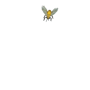 abeille - Animovaný GIF zadarmo