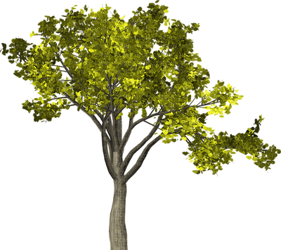 tree, puu, luonto, nature - бесплатно png