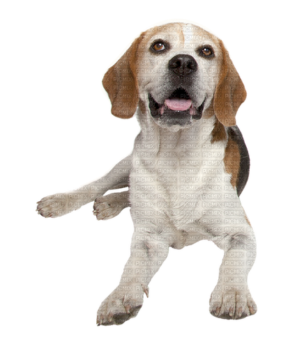 maj beagle - kostenlos png