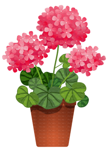geraniums Bb2 - png gratis