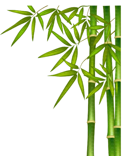 Bambou - ingyenes png