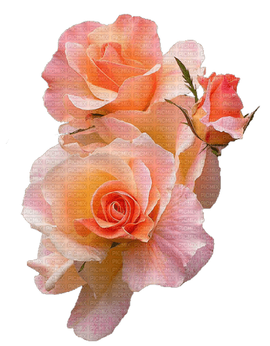 FLOWER - by StormGalaxy05 - PNG gratuit