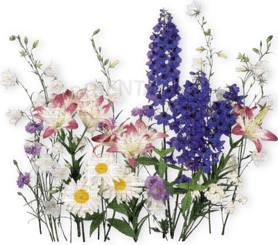 flowers two katrin - 免费PNG
