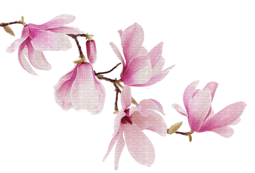 Magnolia Branch - PNG gratuit