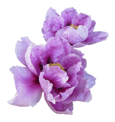 Flowers purple bp - бесплатно png