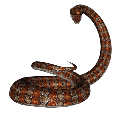 snake serpent - 免费PNG