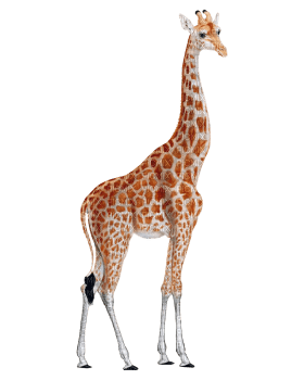 Kaz_Creations Giraffe - Free PNG