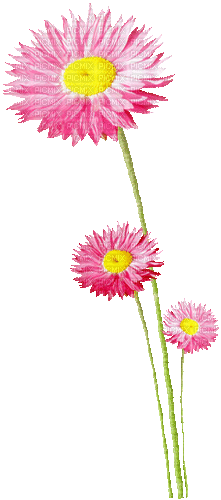 Animated Flowers.Pink - By KittyKatLuv65 - Бесплатный анимированный гифка