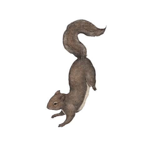 squirrel - δωρεάν png