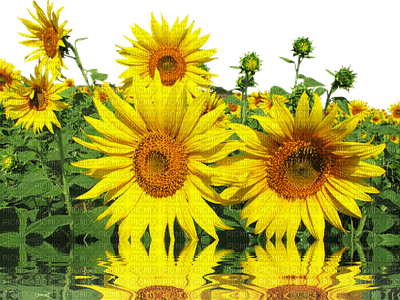 sunflowers bp - 無料png