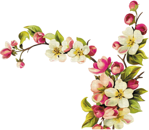 Apple Blossom - Free PNG