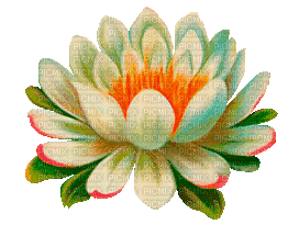 Lotus - Безплатен анимиран GIF
