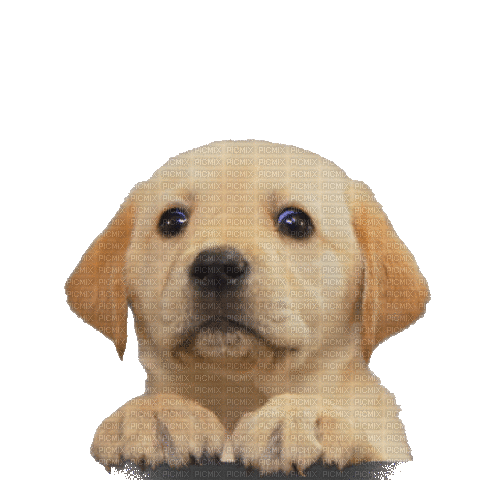 Labrador Yes - Kostenlose animierte GIFs