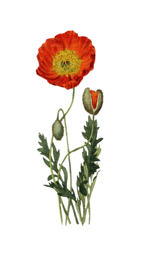 Poppy Flower - nemokama png